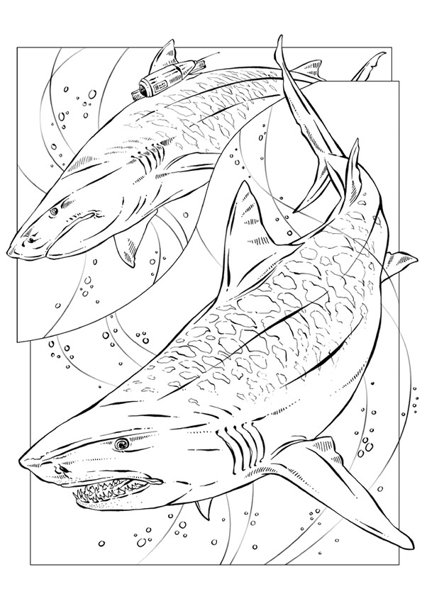 Coloriage Grand Requin Blanc Coloriage Requin Tigre Coloriage Grand Requin Blanc Coloriage Requin Tigre