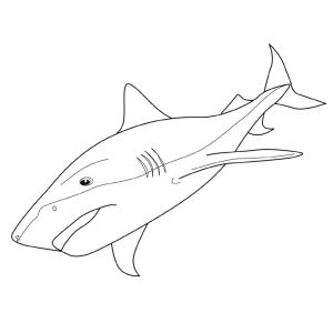 Coloriage Grand Requin Blanc Coloriage Requin Tigre