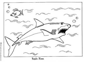 Coloriage Grand Requin Blanc Les 68 Meilleures Images Du Tableau Coloriages Animaux Marins Sur