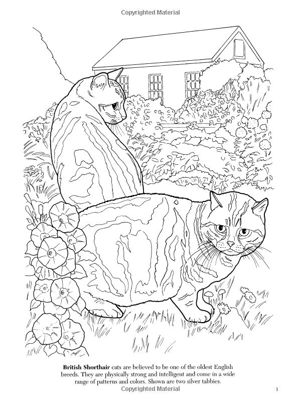 Coloriage Intelligent 228 Best Coloriage Chat Images On Pinterest