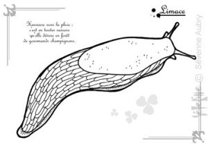 Coloriage Limace Coloriage Limace