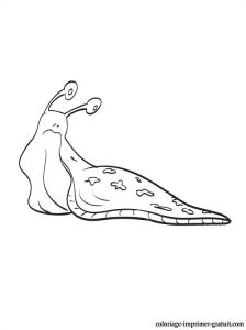 Coloriage Limace Dessin Et Coloriage Limace Imprimer