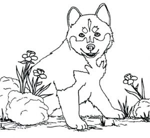 Coloriage Louveteau Coloriage Paclican A Imprimer Gratuit Coloriage Loup Et Louveteaux