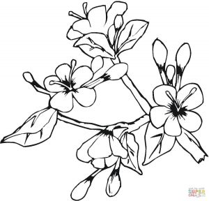 Coloriage Mois De Mai Coloriage Plante En Fleur Au Mois De Mai