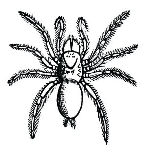 Coloriage Mygale Coloriage Mygale A Imprimer Gratuit Dessin Iguane