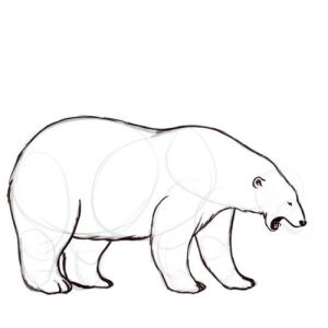 Coloriage Ours Blanc 700 Best Ours Dessins Images by Nanon Family On Pinterest