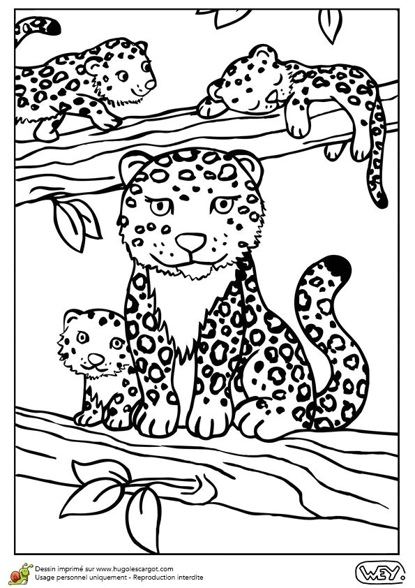 Coloriage Pour Colorier.com 77 Best Coloriages De Bébés Animaux Images On Pinterest