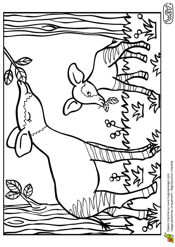 Coloriage Pour Colorier.com 77 Best Coloriages De Bébés Animaux Images On Pinterest