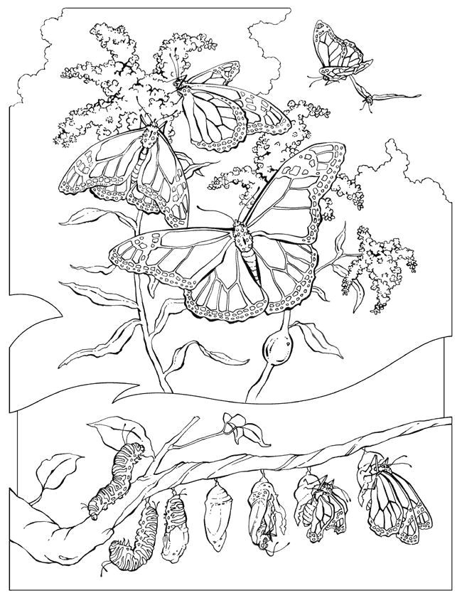 Coloriage Pour Enfant A Imprimer Coloriage Pour Enfant Papillon Coloriage Pour Enfant A Imprimer Coloriage Pour Enfant Papillon