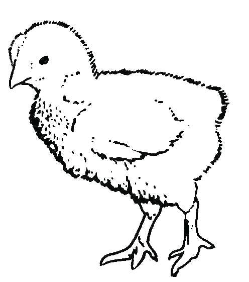 Coloriage Poussin Piou à Imprimer Coloriage A Dessiner Imprimer Poussin Piou Dessin Colorier