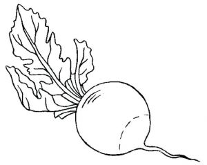 Coloriage Radis Coloriage Radis A Imprimer Duilawyerlosangeles Coloriages Noel Index