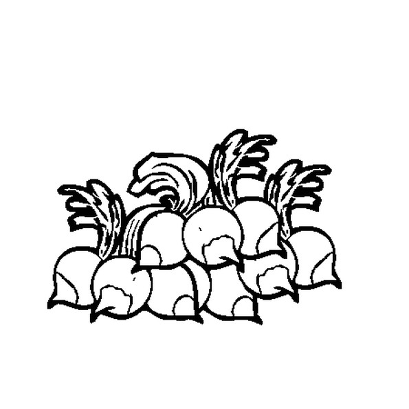 Coloriage Radis Coloriage Radis En Ligne Gratuit   Imprimer