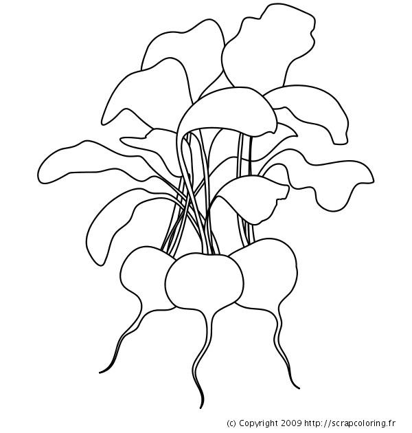 Coloriage Radis Coloriage Radis