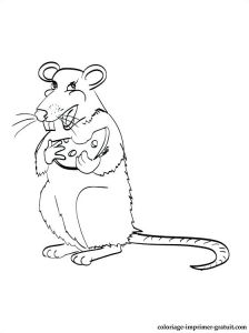 Coloriage Ratus A Dessiner Lion Et Rat Coloriage Ratus – Mobilorszagfo