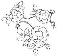 Coloriage Rosier Coloriages Sur Les Fleurs Pour Les Enfants Tªte   Modeler