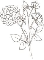 Coloriage Rosier Coloriages Sur Les Fleurs Pour Les Enfants Tªte   Modeler