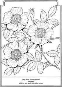 Coloriage Rosier You Could totally Use This as A Stencil for Draw A Picture A