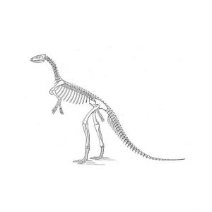 Coloriage Squelette Dinosaure Coloriage Squelette Dinosaure Coloriages