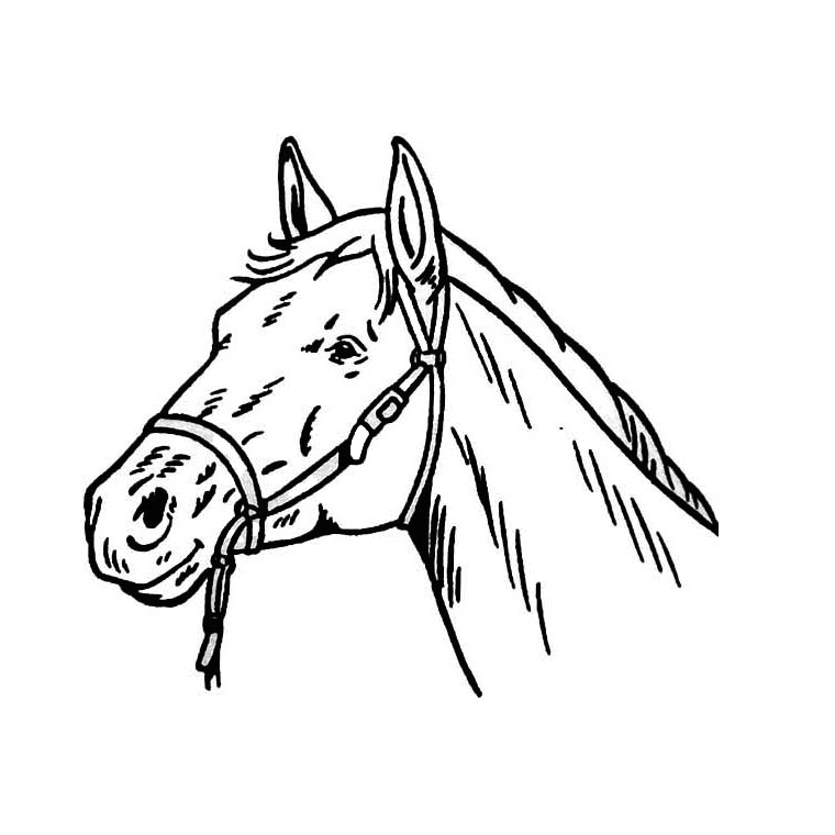 Coloriage Tete De Cheval A Imprimer Dessin A Decalquer Az Coloriage