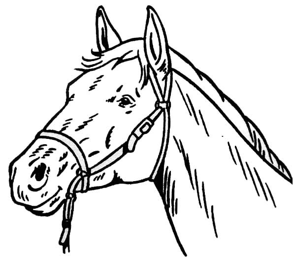 Coloriage Tete De Cheval A Imprimer Tete De Cheval Coloriage