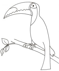 Coloriage toucan A Imprimer Coloriage D Un toucan Tªte Modeler