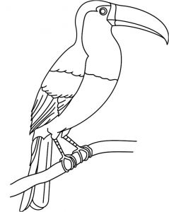 Coloriage toucan A Imprimer Coloriage Imprimer Un toucan Turbulus Jeux Pour Enfants