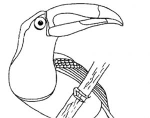 Coloriage toucan A Imprimer Coloriage Le toucan Coloriage toucan Imprimer Elleadore