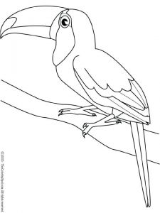 Coloriage toucan A Imprimer Coloriage toucan Bracsil Pinterest Coloriage toucan A Imprimer