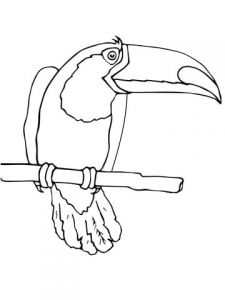 Coloriage toucan A Imprimer Coloriage toucan