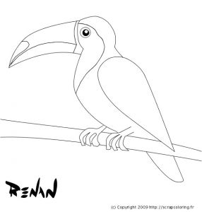 Coloriage toucan A Imprimer Coloriage toucan toco