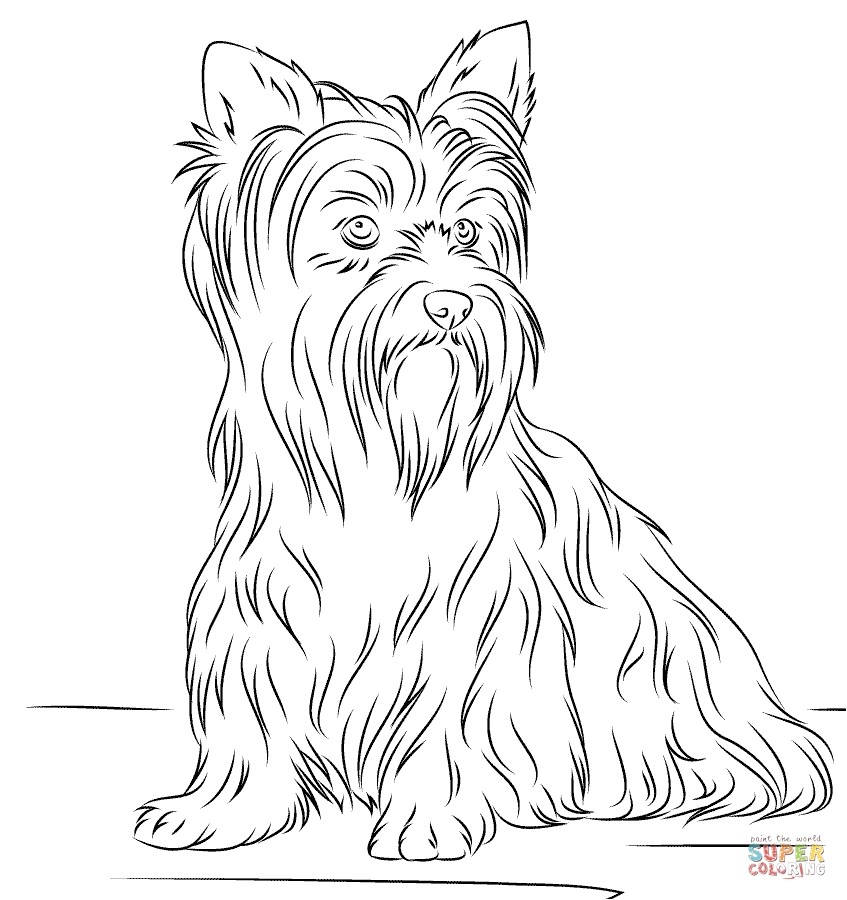 Coloriage Yorkshire Coloriage Yorkshire Coloriage Yorkshire Terrier Beau – Pages  