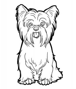 Coloriage Yorkshire Yorkshire Terrier by Candybeelineartsviantart On Deviantart