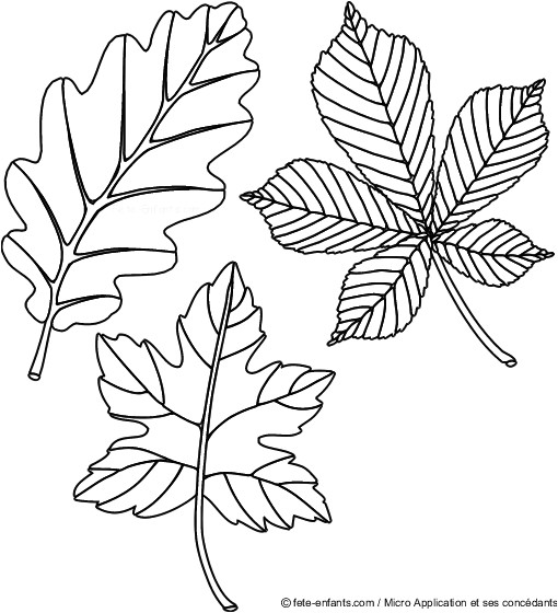Coloriages Feuilles D Automne Afficher L Image D origine Projets   Essayer