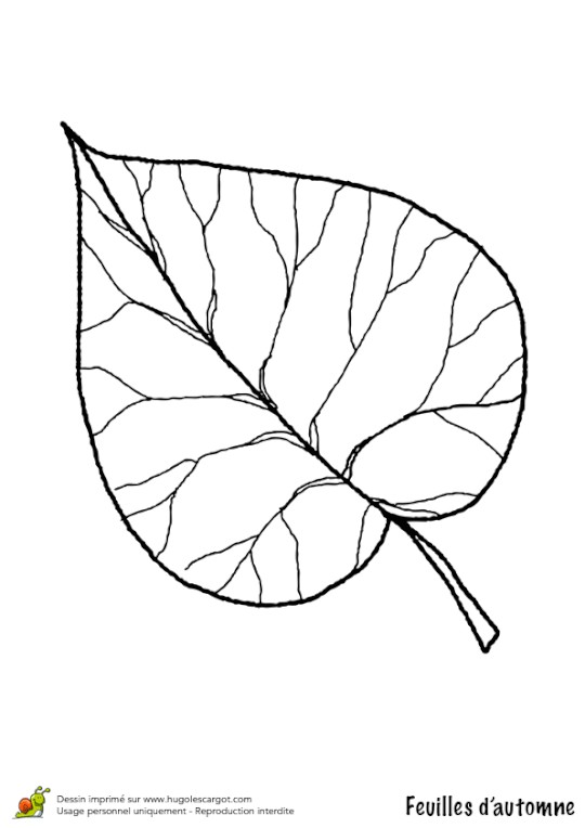 Coloriages Feuilles D Automne Coloriage Feuilles Automne Limetier Leaf Craft