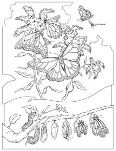 Les Plus Beaux Coloriages Imprime Le Dessin Colorier De Papillon