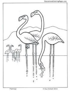 Coloriage Adulte Flamant Rose Craft Haven Flamingo Free Coloring Page