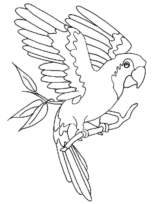 Coloriage Cacatoes Coloriage De Oiseau Dessin Le Cacatoes A Colorier Imprimer