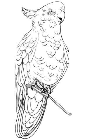 Coloriage Cacatoes Imprimer Coloriage Cacato¨s Rosalbin Perché