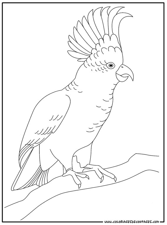 Coloriage Cacatoes Imprimer Coloriage Cacatoes