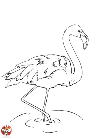 Coloriage Flamant Rose Gratuit 41 Best Uccelli Images On Pinterest