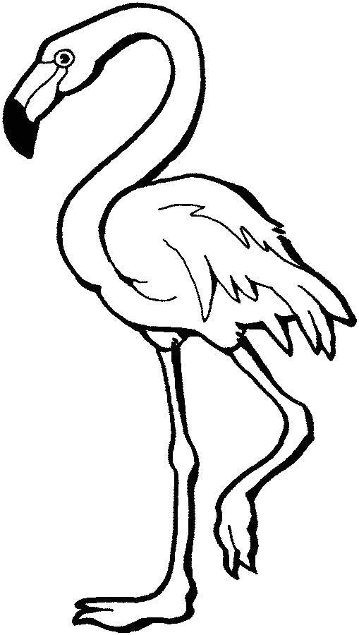 Coloriage Flamant Rose Gratuit épinglé Par Linda Bell Sur More Favorite Things