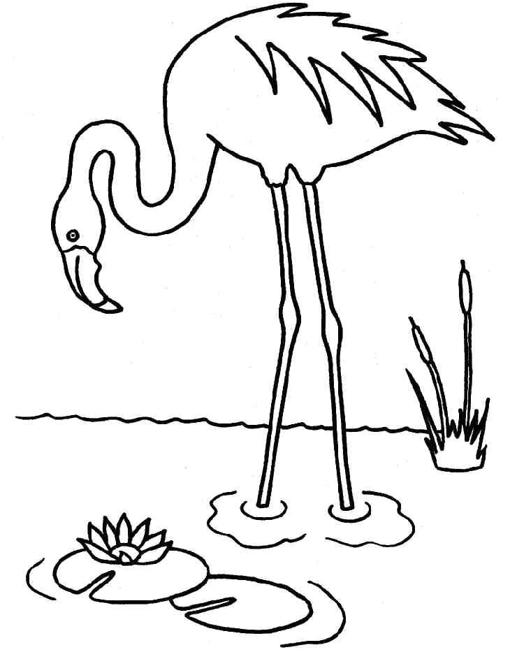 Coloriage Flamant Rose Imprimé Dessin Flamand Rose L été Au Centre Pinterest Coloriage Flamant Rose Imprimé Dessin Flamand Rose L été Au Centre Pinterest
