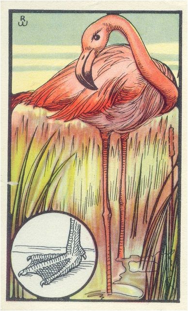 Coloriage Flamant Rose Imprimé Flamand Rose Pinterest