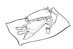 Coloriage Loup Auzou A Imprimer 191 Best Educ P Tit Loup Images On Pinterest