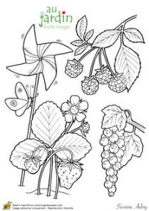 Coloriage Pirouette Cacahuète Color &amp; Garden Vegetables Dover Publications