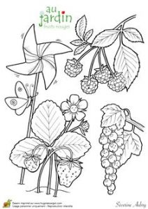 Coloriage Pirouette Cacahuète Color &amp; Garden Vegetables Dover Publications