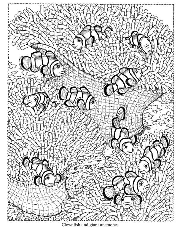 Coloriage Adulte Fond Marin épinglé Par Crafty Closet Sur Color Pages Pinterest