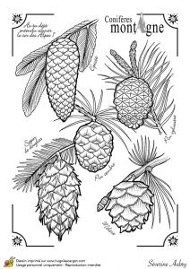 Coloriage Ananas Facile 669 Best Coloriages Dessin Images On Pinterest