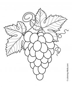 Coloriage Ananas Gratuit Grapes with Leaves Fruits and Berries Coloring Pages for Kids