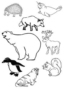 Coloriage Animaux Banquise Animaux Des P´les